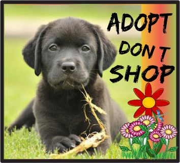 adopt shop