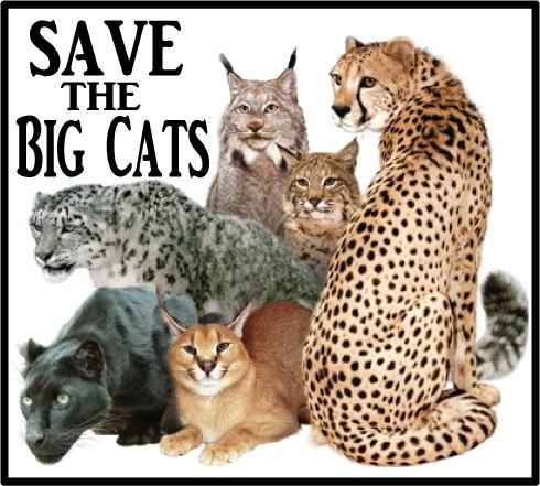 save the big cats