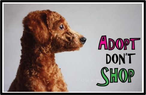 adopt shop dog 2