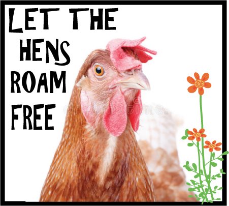 hens roam free