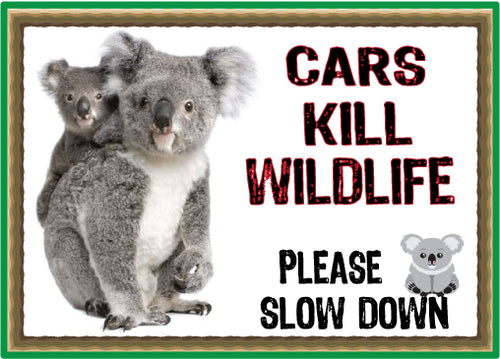 koala cars kill