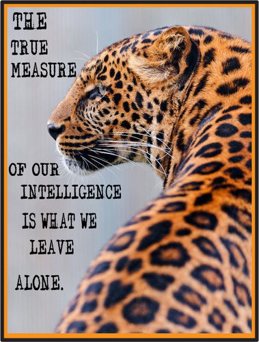 leopard leave alone