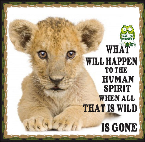 lion cub spirit