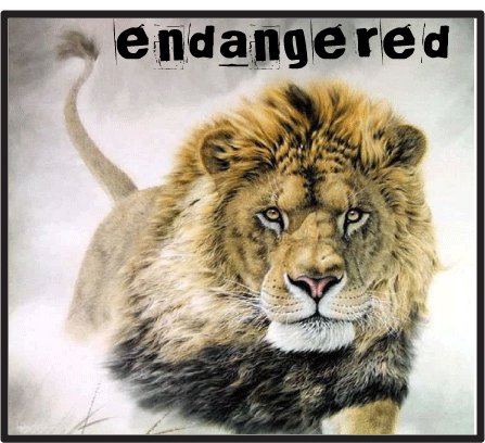 lion endangered