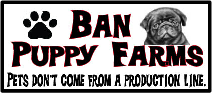 ban puppy