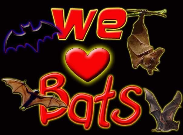 we love bats