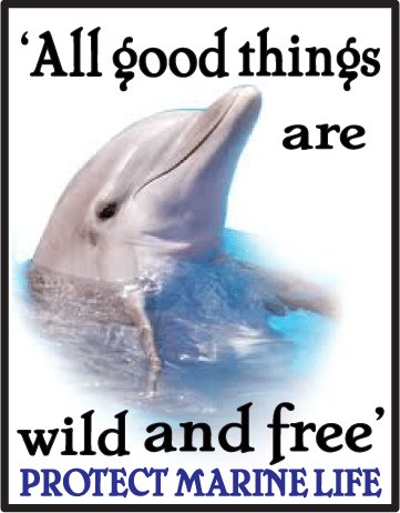 dolphin wild and free