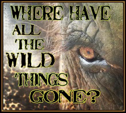 where have wild things